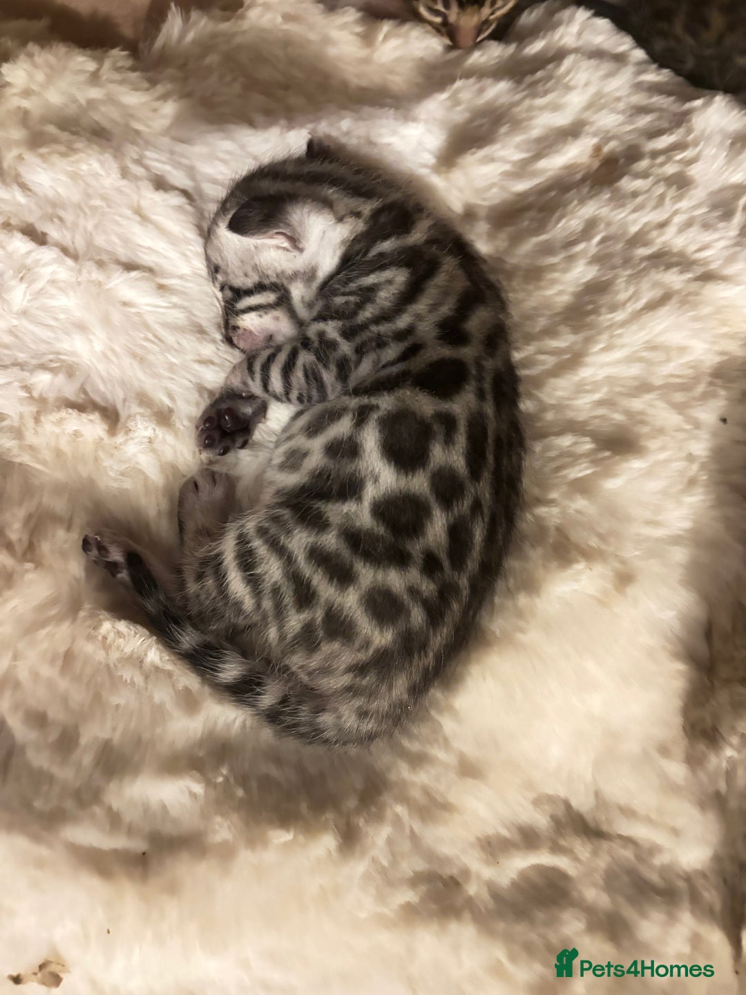 Bengal cats for sale: 🩶 BENGAL 🔥 KITTENS 🤍 TICA REGISTERED  - Advert 32