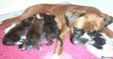 Boxer dogs - Advert 9