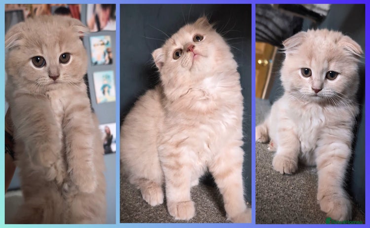 Scottish Fold cats - Advert 1