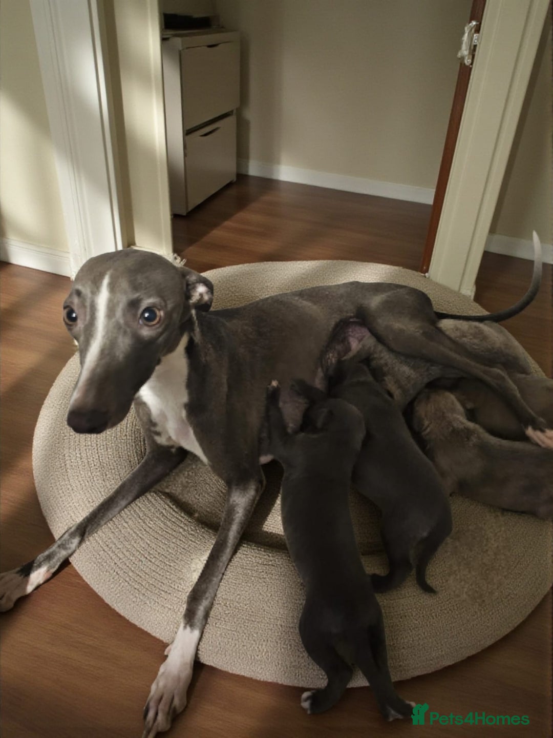 Whippet dogs for sale: Beautiful whippet puppies  - Advert 1
