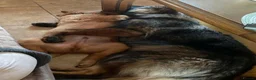 German Shepherd dogs for stud: Amazing Loki  for stud  - Advert 12