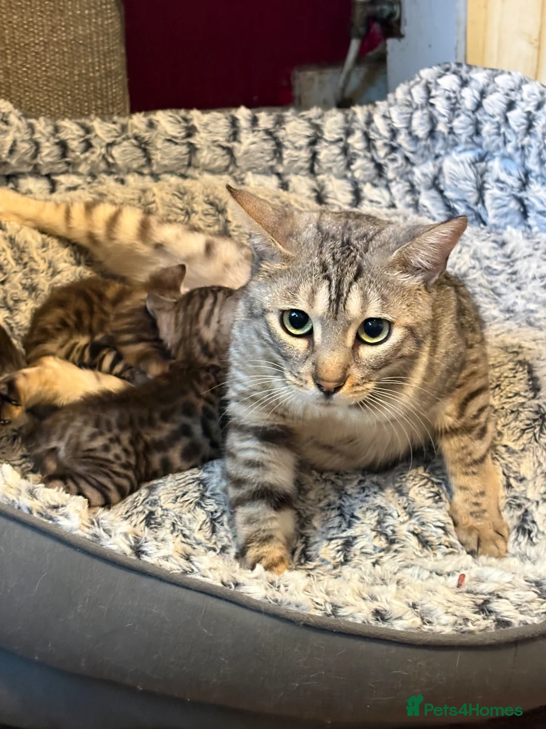 Bengal cats for sale: Bengal kittens pedigreed/registered - Advert 1