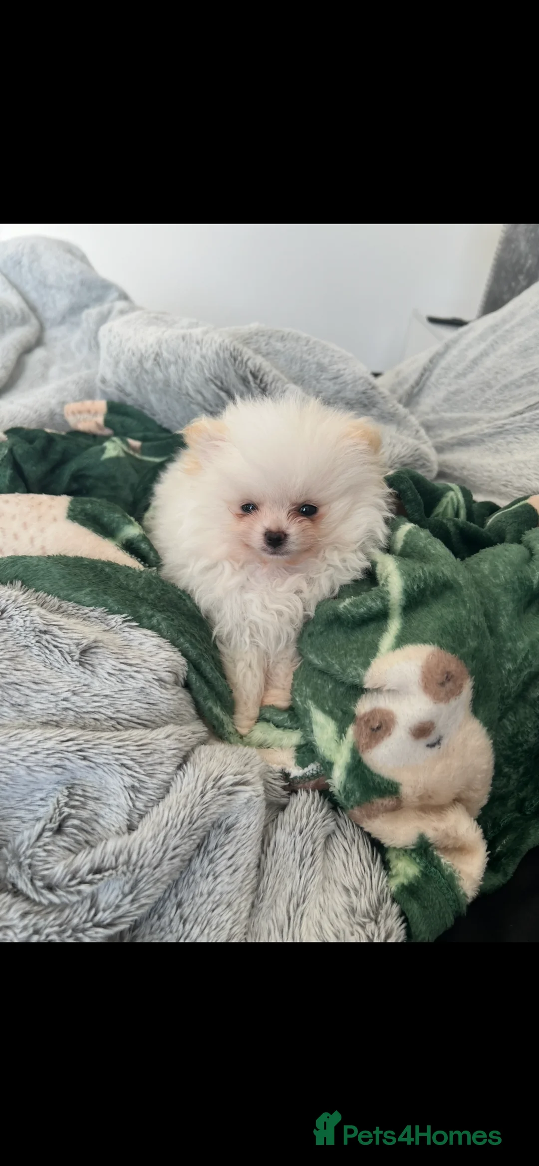 Pomeranian dogs for stud: TeddyBear Pomeranian for STUD - Advert 3