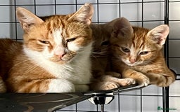Domestic Shorthair cats for sale: William & Harry (The Royals) - Image 9