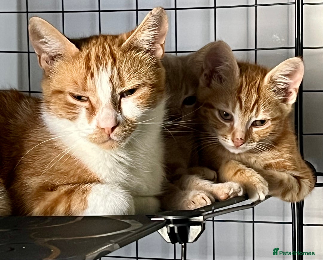 Domestic Shorthair cats for sale: William & Harry (The Royals) - Image 9