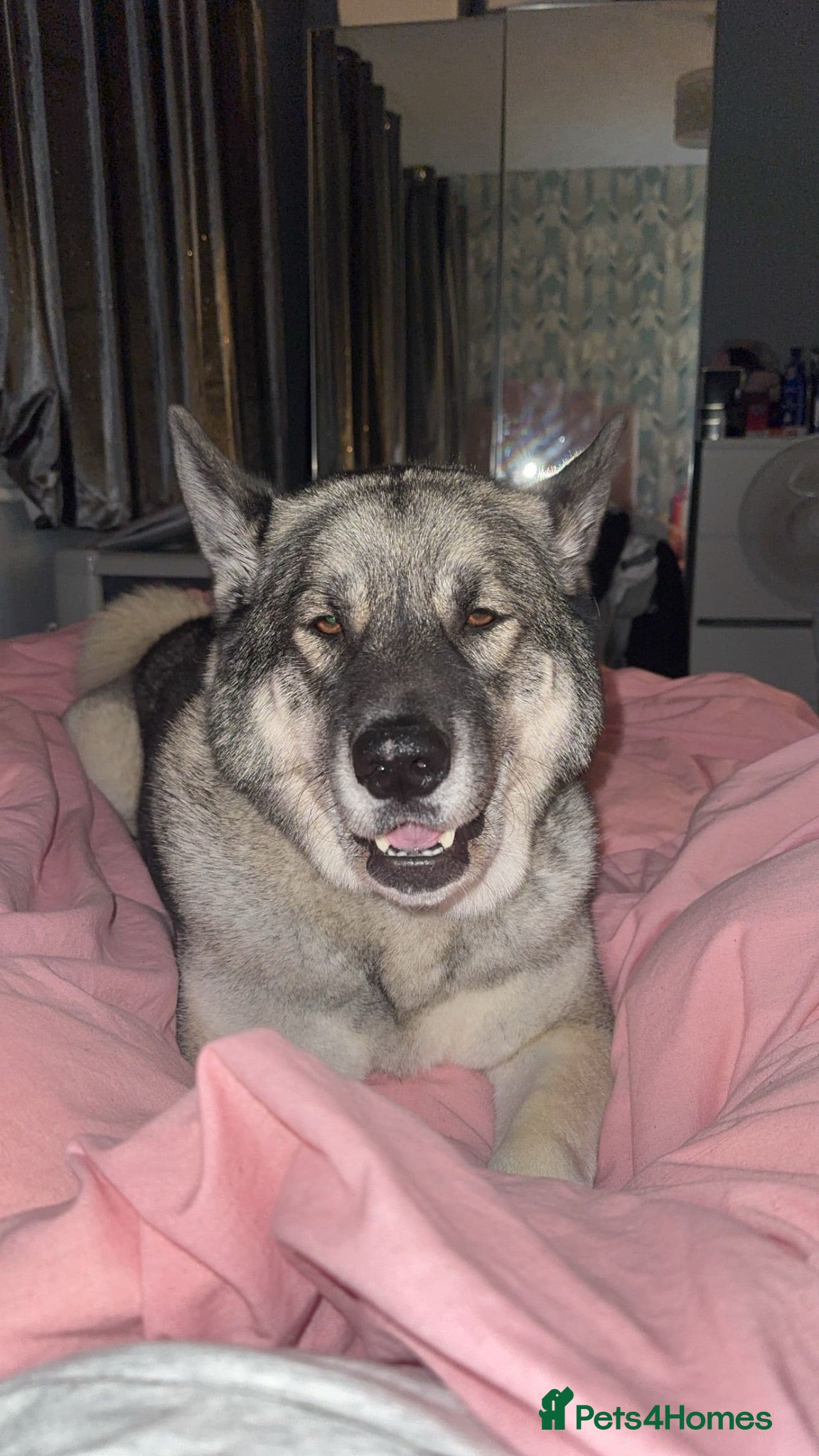 Japanese Akita Inu dogs Japanese Akita in need of rehoming. - Advert 16