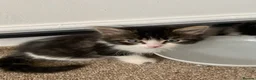 Mixed Breed cats for sale: Kittens  - Advert 4