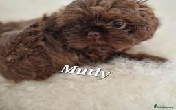 Shih Tzu dogs for sale: 4 Adorable Shih Tzu pups  - Image 10