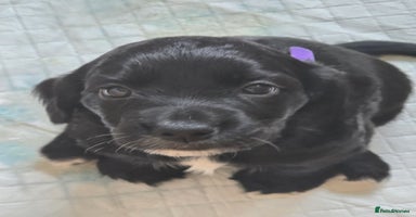 Sprocker dogs - Advert 15