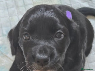 Sprocker dogs - Advert 16