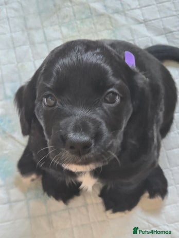 Sprocker dogs - Advert 1