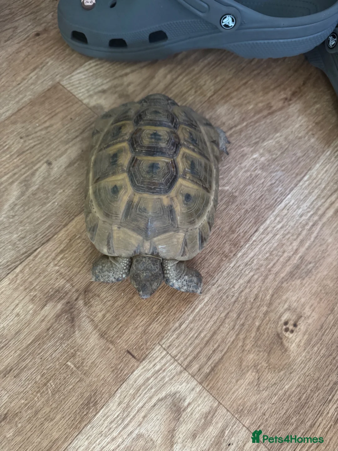 Tortoise reptiles for sale: Male Greek tortoise (pick up South Shields) - Advert 1