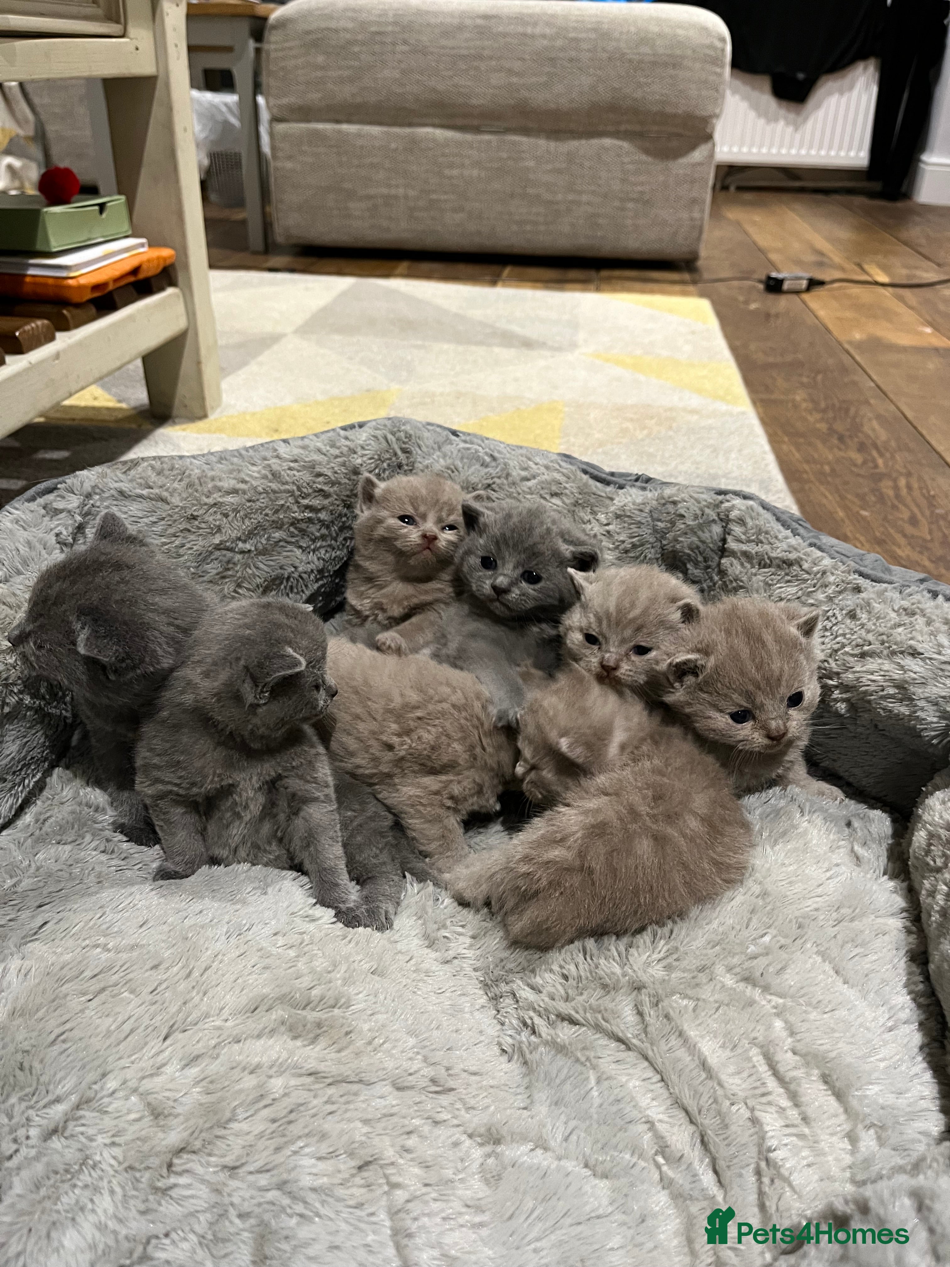 British Shorthair cats British Shorthair kittens 🐈‍⬛ - Advert 1