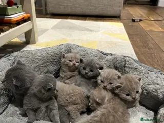 British Shorthair cats British Shorthair kittens 🐈⬛ - Advert 1
