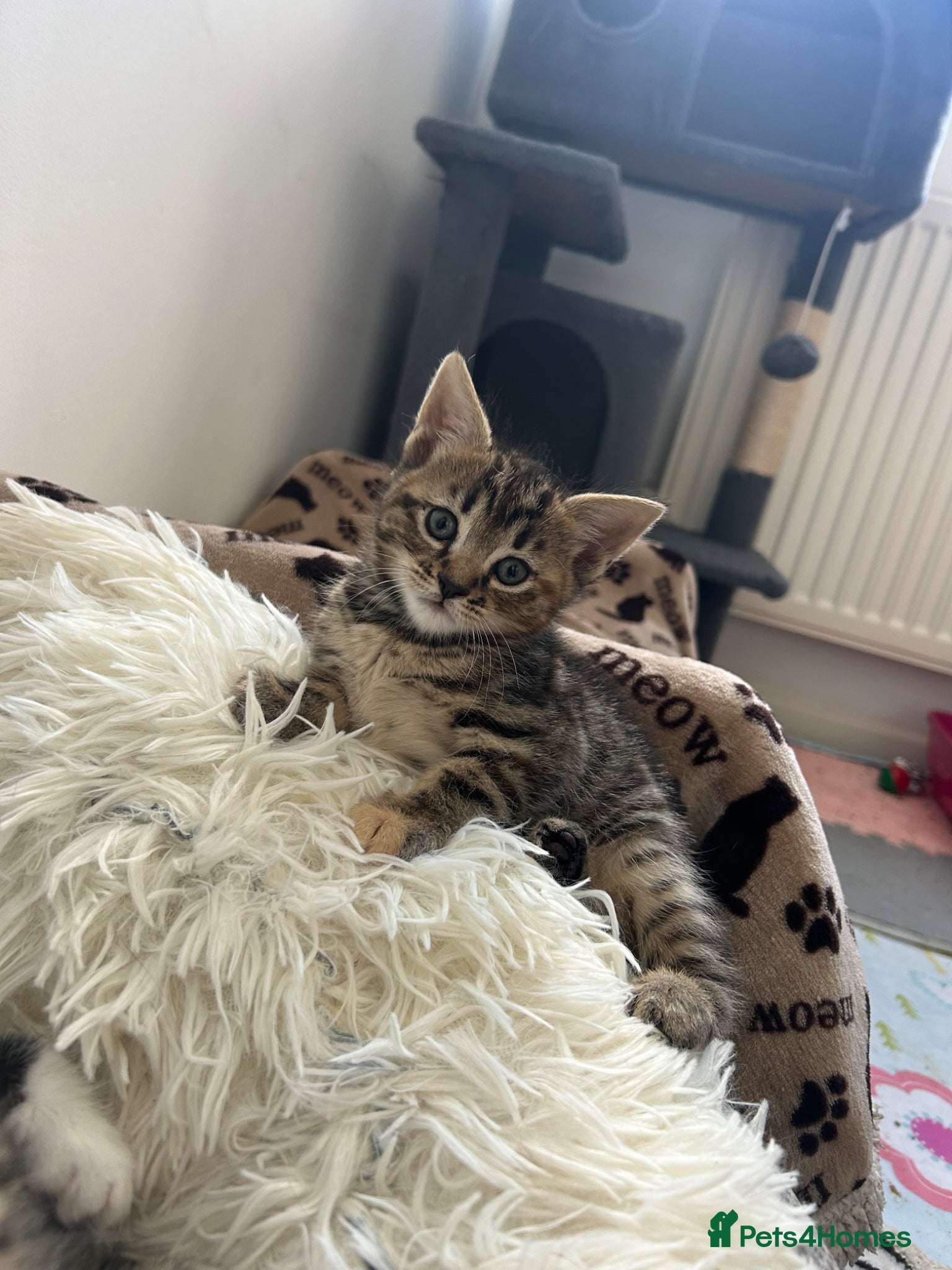 Mixed Breed cats Kittens looking for forever homes - Advert 2