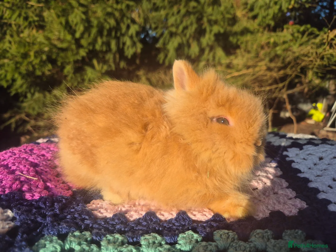 Angora rabbits for sale: 💓OUTSTANDING TEDDYDWERG, IMPORTED PARENTS💙  - Advert 3