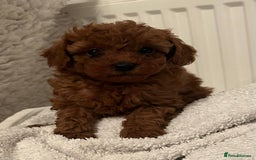Toy Poodle dogs for sale: Stunning Fox Red Toy Poodles - Image 8