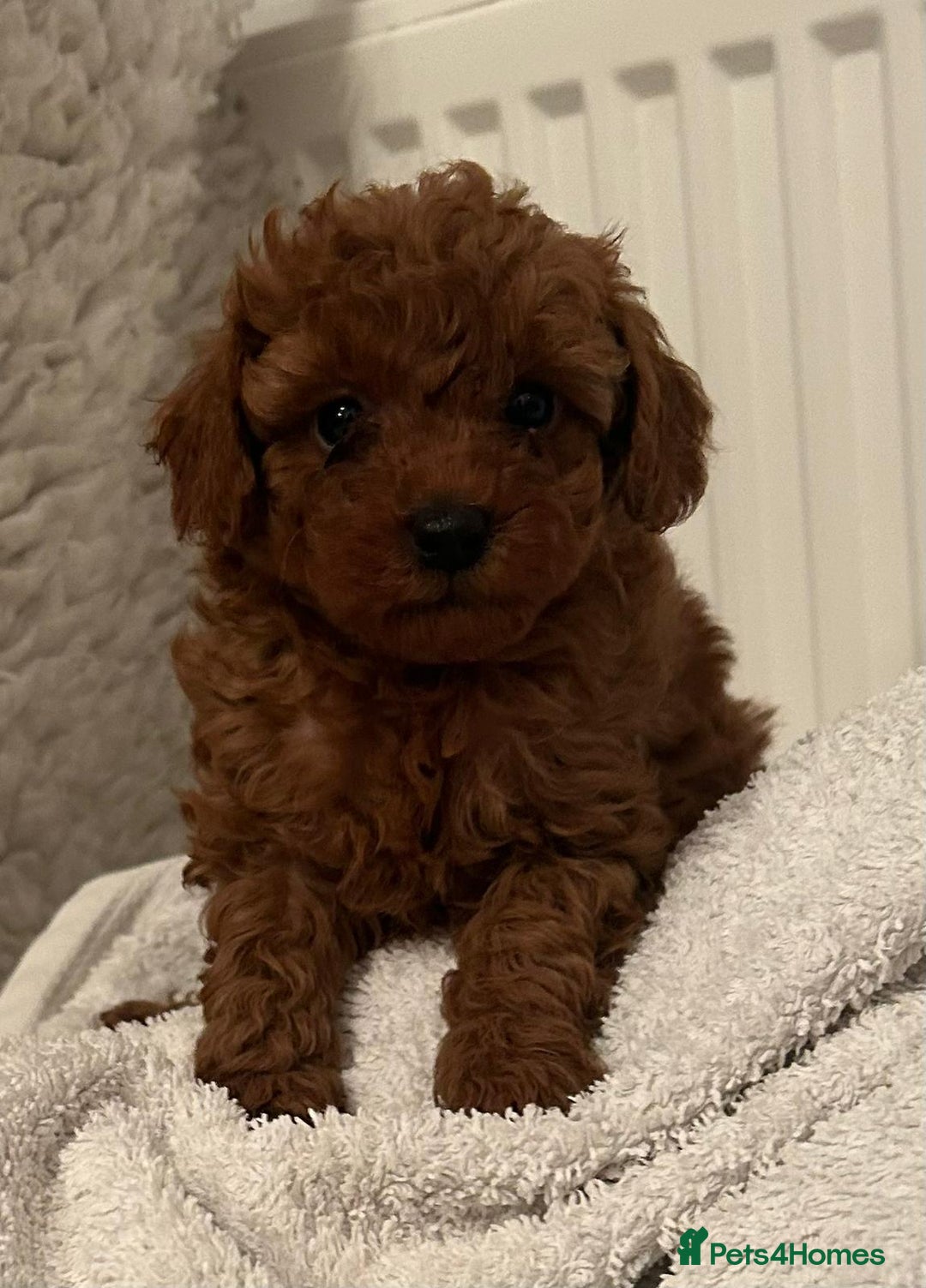 Toy Poodle dogs for sale: Stunning Fox Red Toy Poodles - Image 8