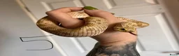 Snake reptiles for sale: Snakes for sale - hognose, milksnake, bullsnake - Advert 8