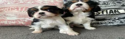 Cavalier King Charles Spaniel dogs for sale: Chocolate carrying Cavalire King Charles spaniels  - Advert 4