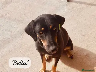 Mixed Breed dogs Bella, 2 yrs old. Available for adoption. - Advert 17