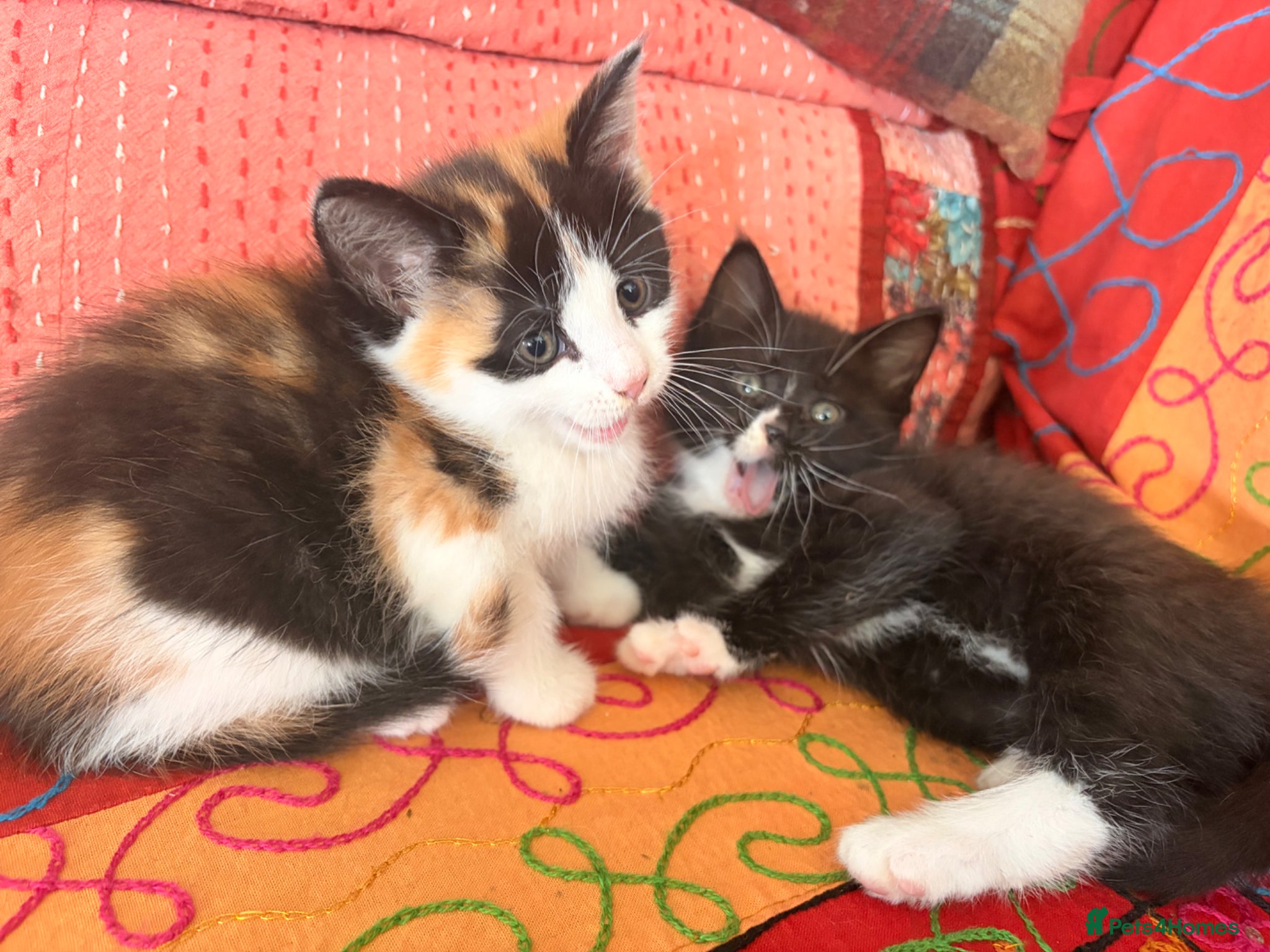 Mixed Breed cats GORGEOUS MAINE COON X PERSIAN KITTENS  - Advert 9