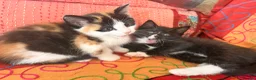 Mixed Breed cats for sale: GORGEOUS MAINE COON X PERSIAN KITTENS  - Advert 20