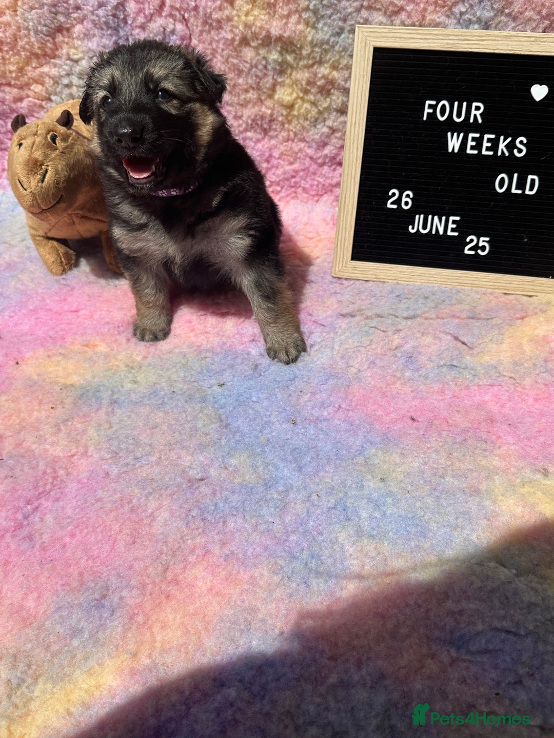 German Shepherd dogs for sale: KC German Shepherd Pups in Newark - Image 33