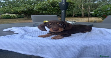 Miniature Dachshund dogs - Advert 3