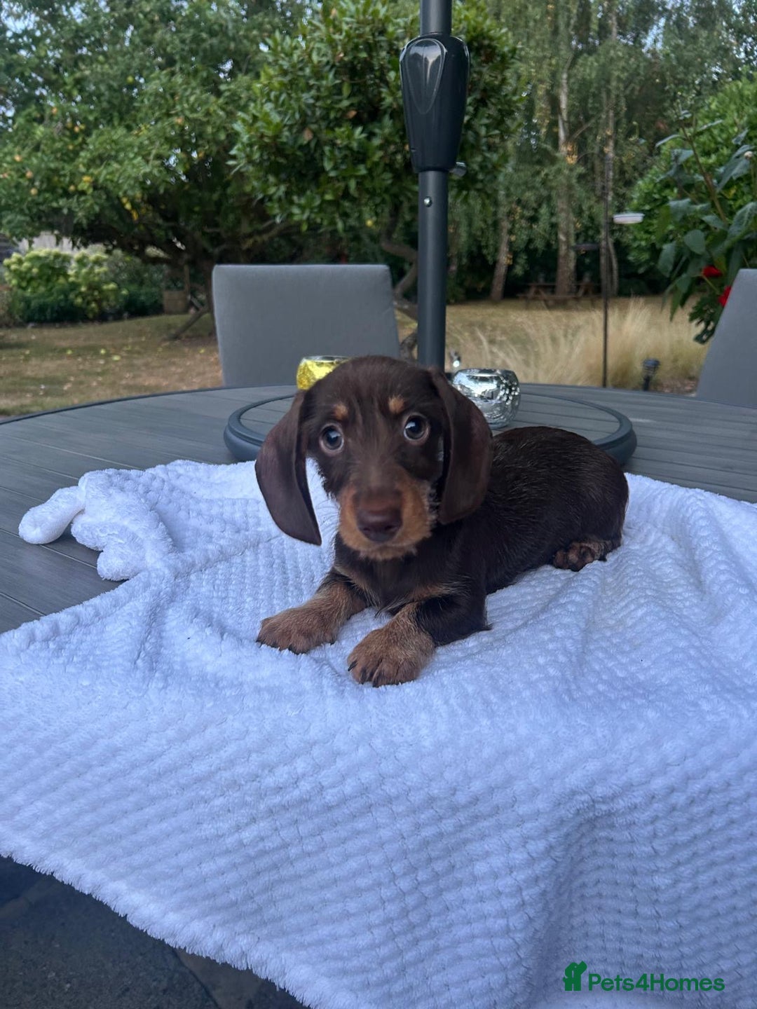 Miniature Dachshund dogs for sale: 🐾 WE’RE LOOKING FOR ARE FOREVER HOMES 🐾 - Image 2
