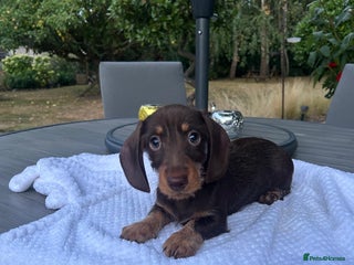Miniature Dachshund dogs - Advert 8