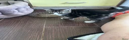 Mixed Breed cats for sale: Three friendly kittens  - Advert 9