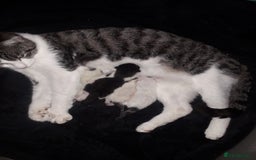 British Shorthair cats for sale: Beautiful kittens - Image 2