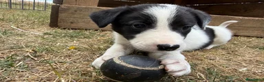 Border Collie 3