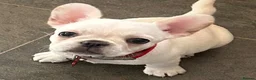 Frug dogs for sale: Beautiful girl  - Advert 9