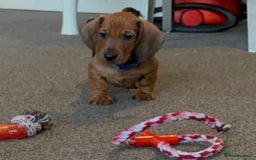 Dachshund dogs for sale: Beautiful dachshund girl left (fully vaccinated) - Advert 3