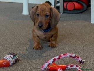 Dachshund dogs - Advert 9