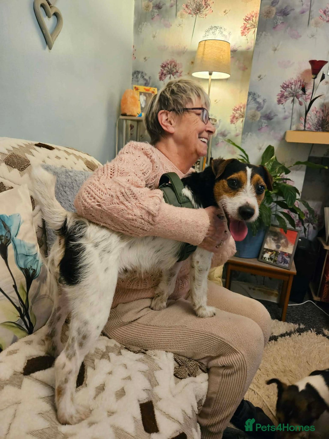 Mixed Breed dogs for adoption: JUDE  - Advert 5