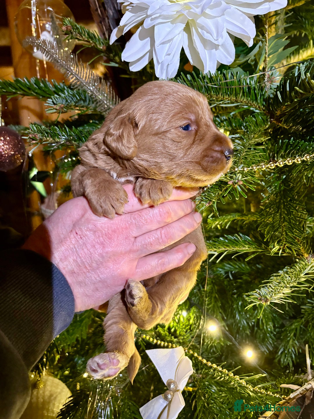 Labradoodle dogs for sale: Pick of the litter Girl Labradoodle remaining - Advert 6