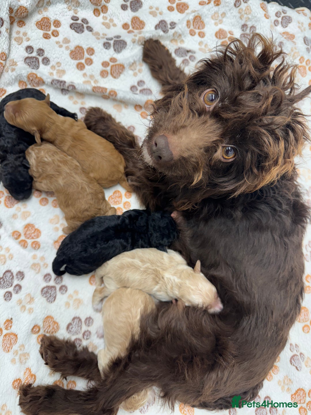 Cockapoo dogs for sale: Outstanding F1b Cockapoo Fully Health Tested  - Advert 2