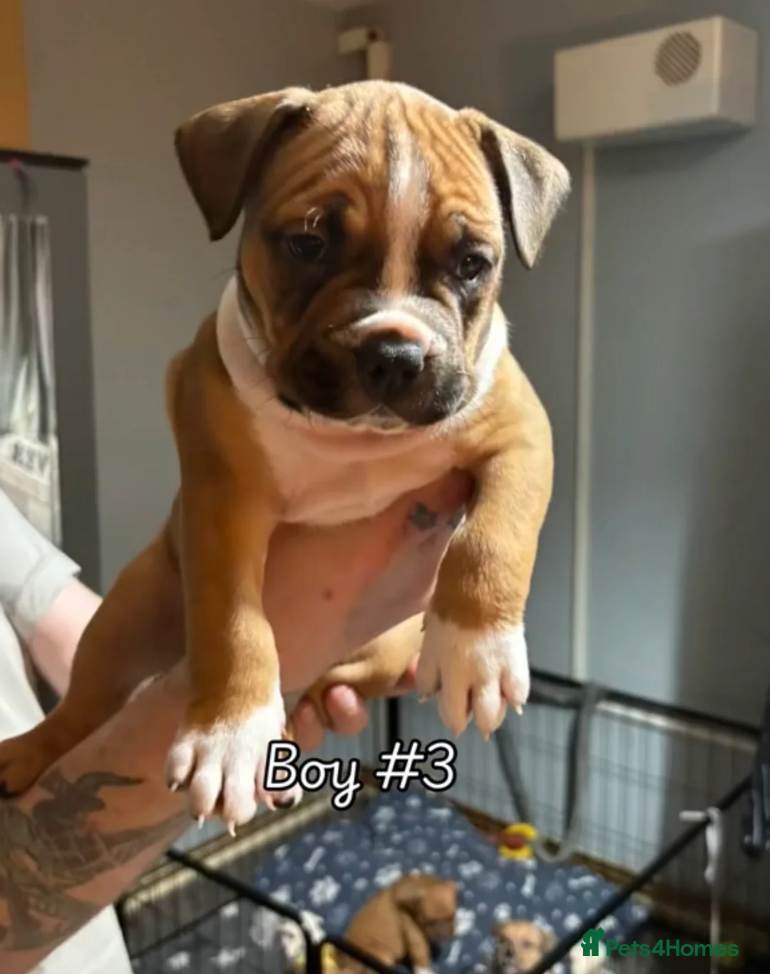 Mixed Breed dogs for sale: Beautiful boy for sale  in Coventry - Advert 1