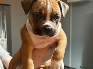 Mixed Breed dogs Beautiful boy for sale - Advert 1