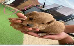 Cavapoo dogs for sale: Cavapoo - Image 9