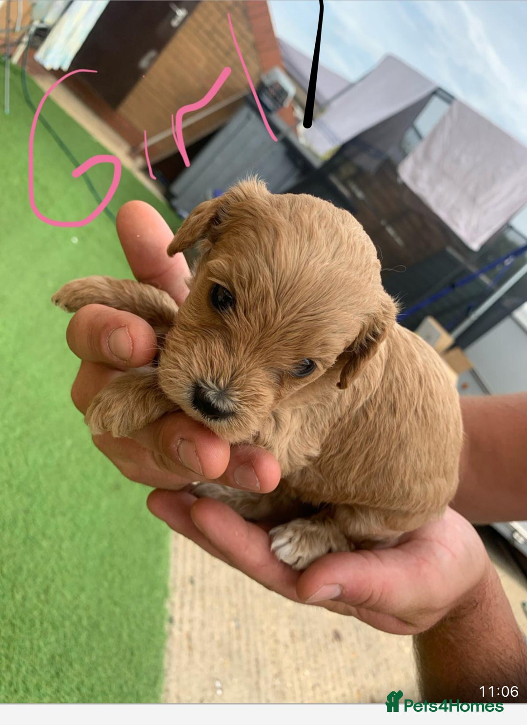 Cavapoo dogs for sale: Cavapoo - Image 9