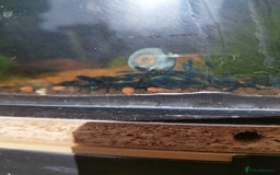 Shrimps fish for sale: Neocaradina Shrimp (Blue, High grade) - Image 2