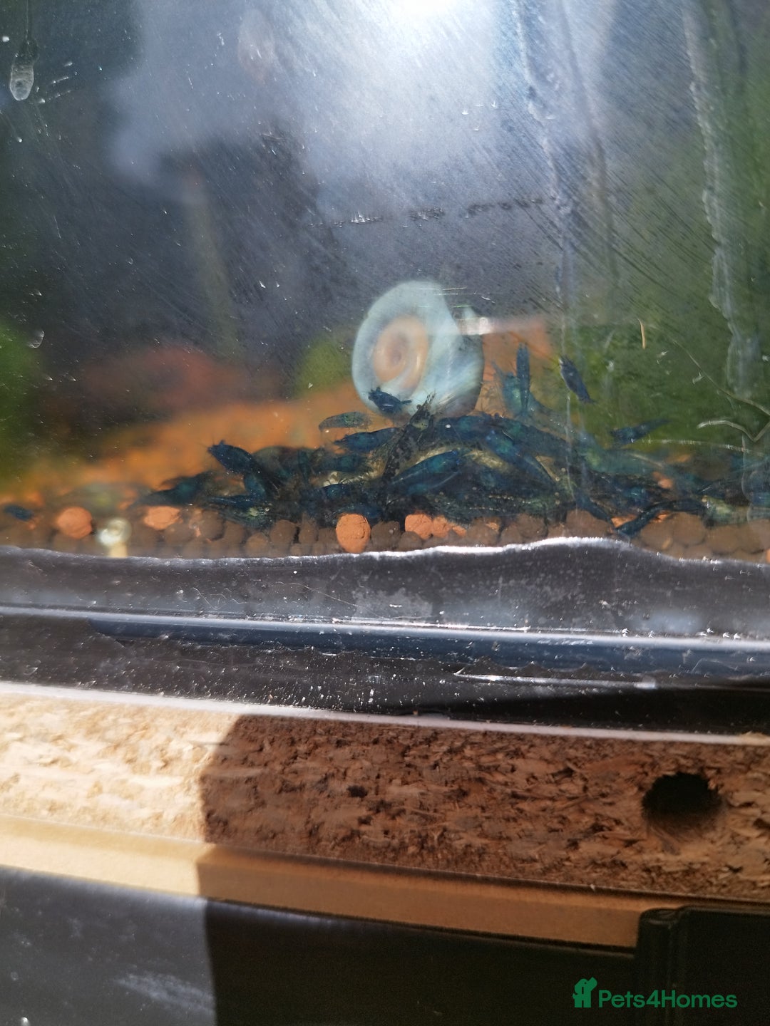 Shrimps fish for sale: Neocaradina Shrimp (Blue, High grade) - Image 2