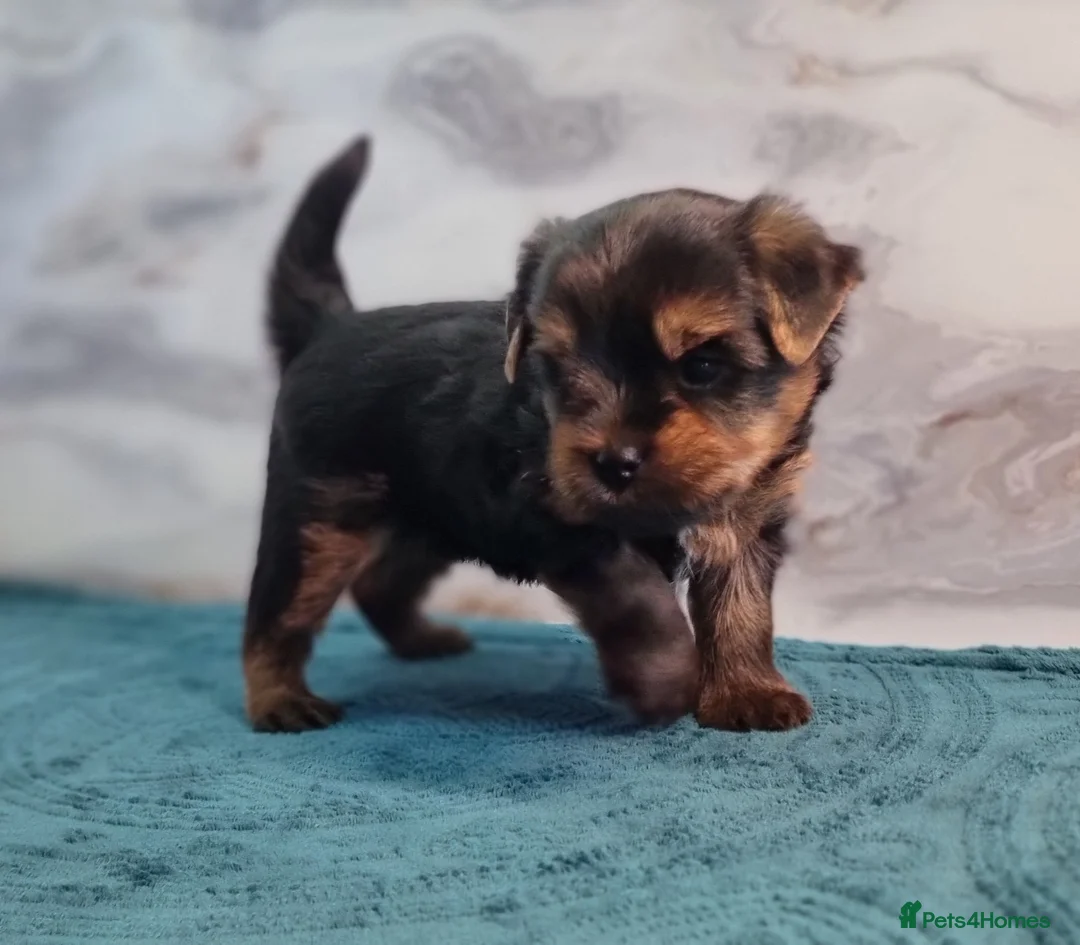 Yorkshire Terrier dogs for sale: 1 Boy available  - Advert 21