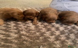 Cockapoo dogs for sale: Cockapoo pups for sale  - Image 6