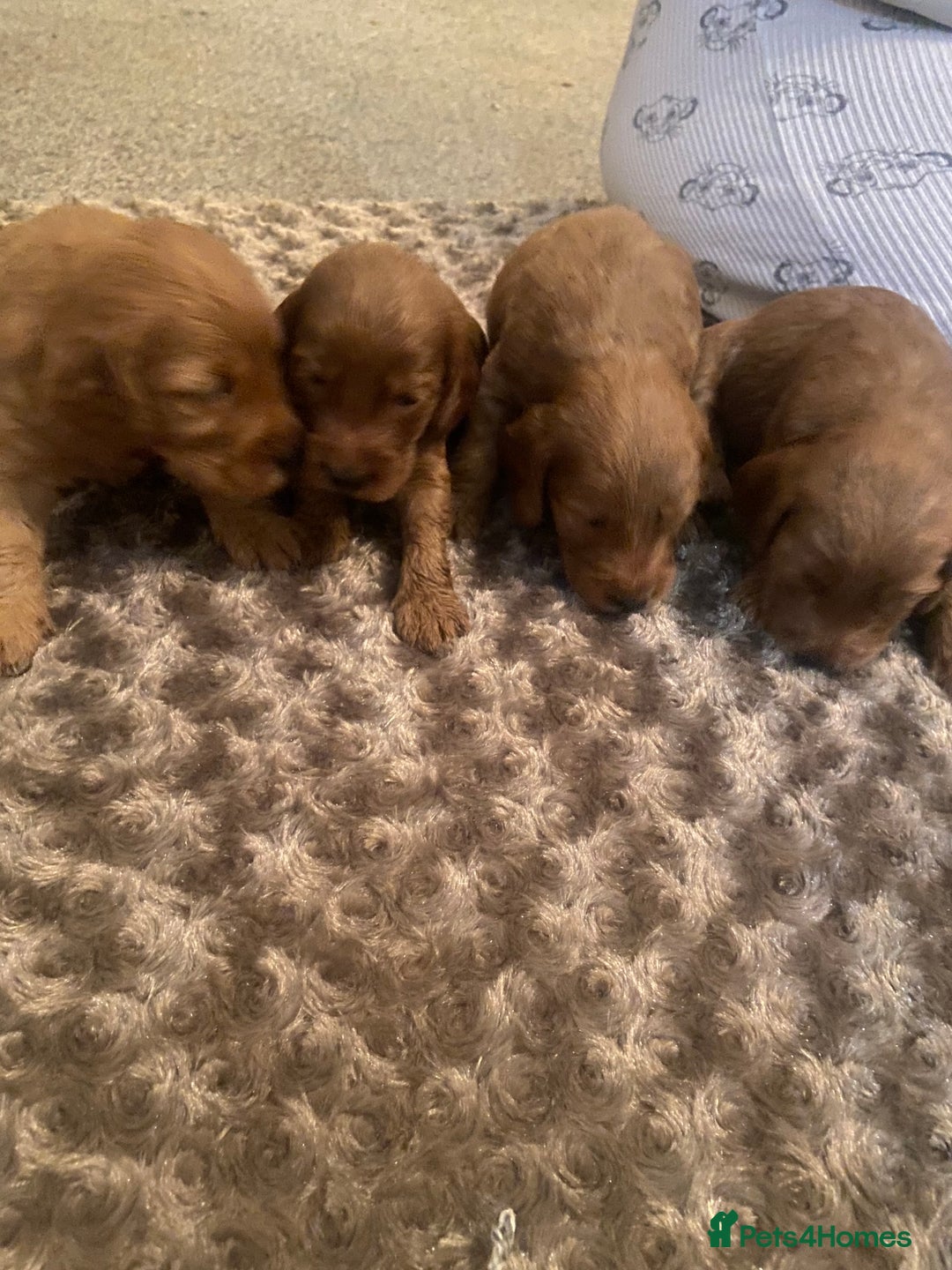 Cockapoo dogs for sale: Cockapoo pups for sale  - Image 6