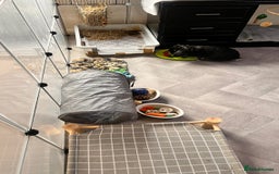 Mini Lion Lop rabbits for sale: 1 Year Old Neutered Male Mini Lionhead Rabbit  - Image 7